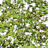 blackberry_fancy.png
