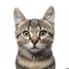 o-CATS-KILL-BILLIONS-facebook.jpg o-CATS-KILL-BILLIONS-facebook.jpg