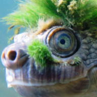 TurtleBurns