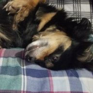 Pineapplepyr0