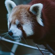 kovuko