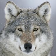 Wolfguard94