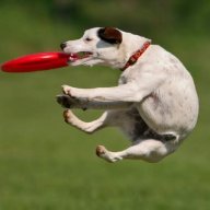 FrisbeeWisbee