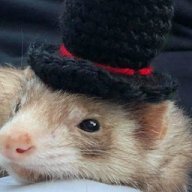 Timetravelingferret