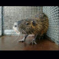 ratolok0