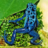 wasp_senne008