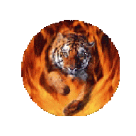 Tigris1981