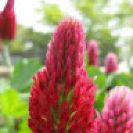 CrimsonClover10
