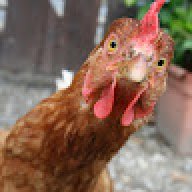 PLASMA_chicken