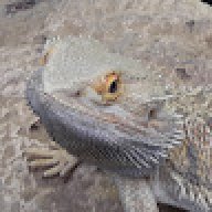 Taco_