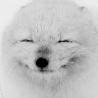 ArcticFoxMonolit