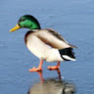 SkyDenek