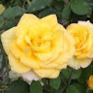 BlackRose1