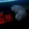 AndersWithTheCat