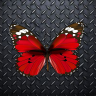 ironbutterfly