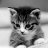 xCatTess