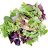 Salad_Greens