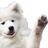 Petardew
