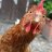 PLASMA_chicken