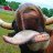 KingCattle07