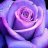 twotonerose